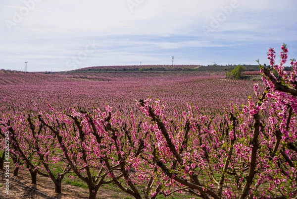 Obraz Vibrant Spring Scenery