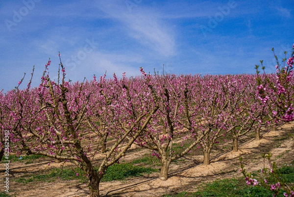 Obraz Vibrant Spring Scenery
