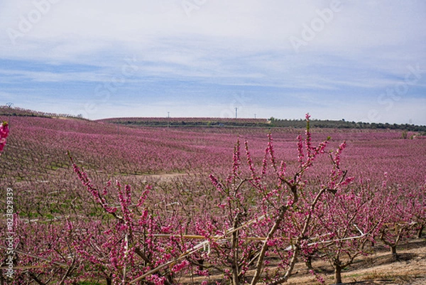 Obraz Vibrant Spring Scenery