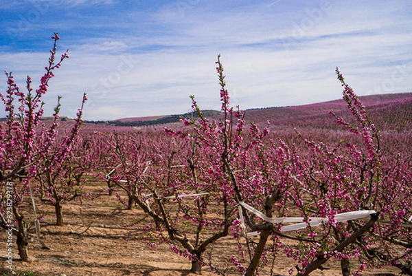 Obraz Vibrant Spring Scenery
