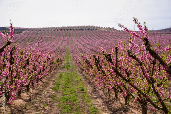 Obraz Vibrant Spring Scenery