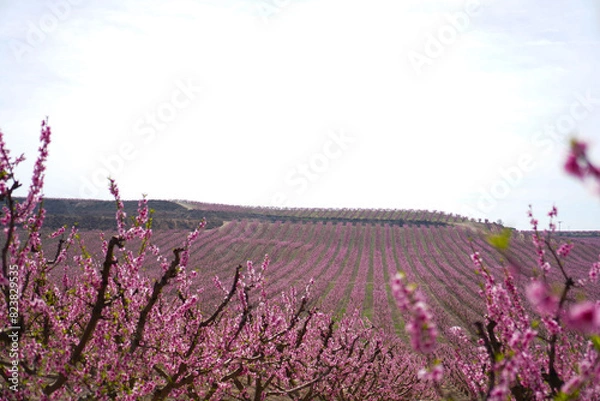 Obraz Vibrant Spring Scenery
