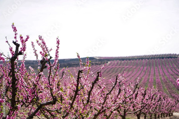 Obraz Vibrant Spring Scenery
