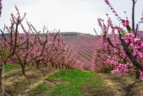 Obraz Vibrant Spring Scenery
