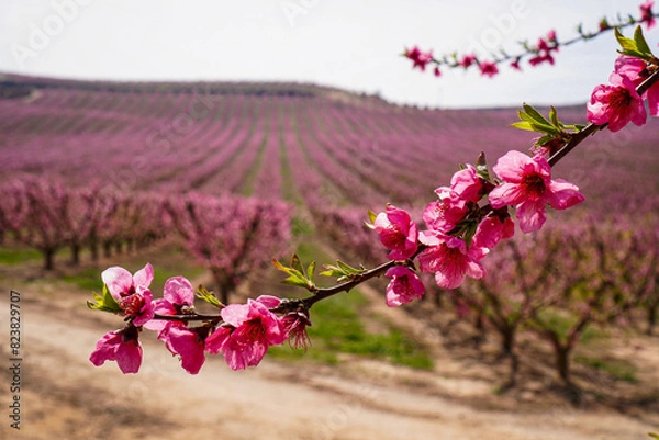 Obraz Vibrant Spring Scenery