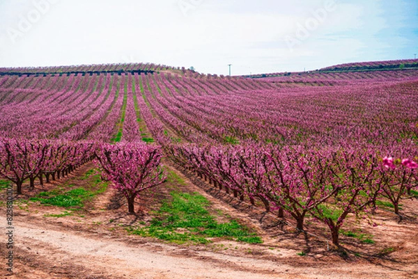 Obraz Vibrant Spring Scenery