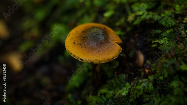 Obraz Hongos en bosque