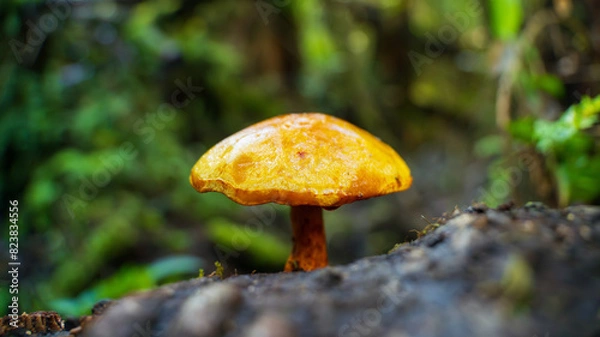 Obraz Hongos en bosque