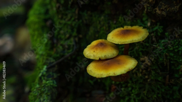 Obraz Hongos en bosque