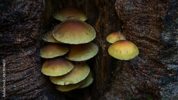 Obraz Hongos en bosque