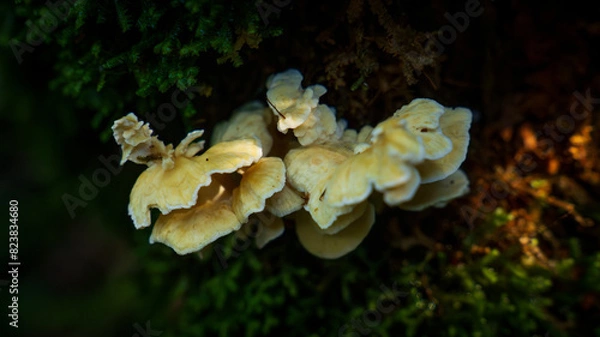 Obraz Hongos en bosque