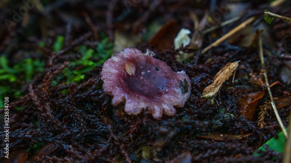 Obraz Hongos en bosque