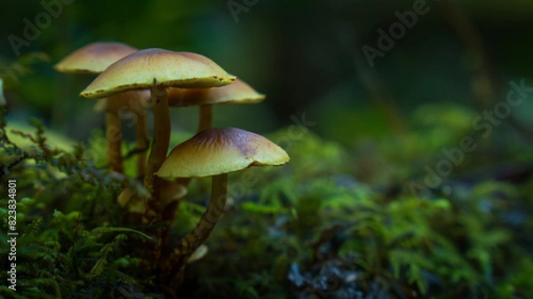 Obraz Hongos en bosque