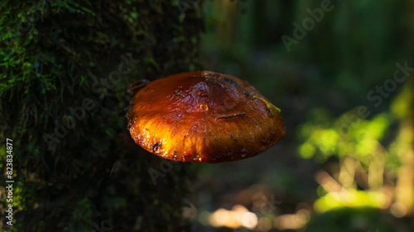 Obraz Hongos en bosque