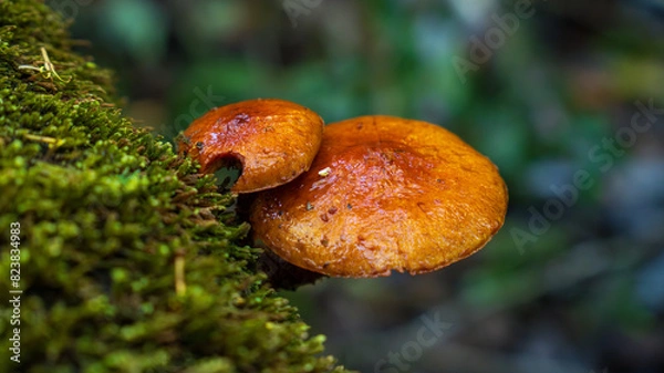 Obraz Hongos en bosque