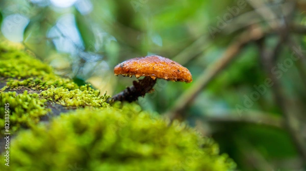 Obraz Hongos en bosque