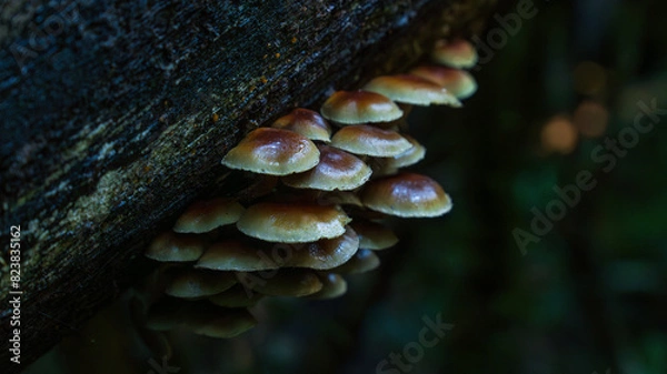 Obraz Hongos en bosque