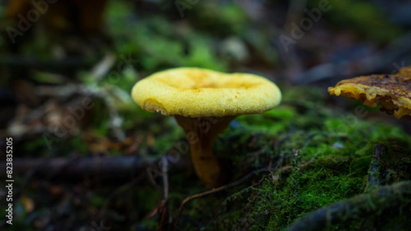 Obraz Hongos en bosque