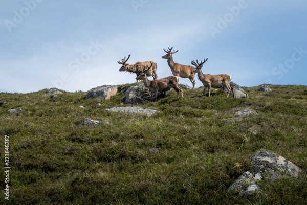Obraz deer in the mountains