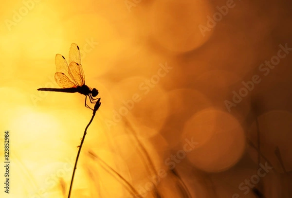 Obraz dragonfly on flower