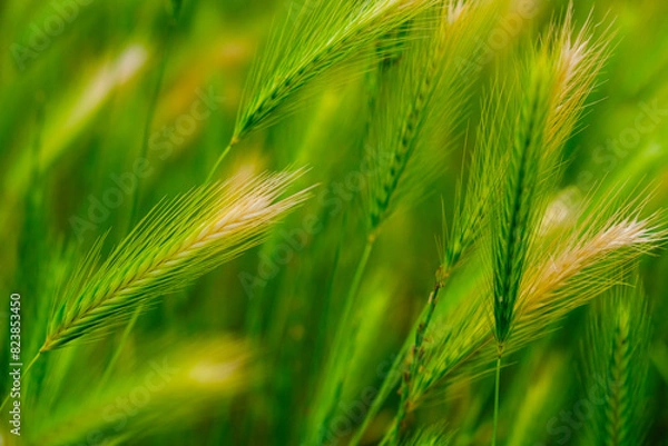 Obraz green wheat field