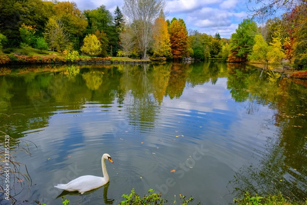 Obraz swan on the lake