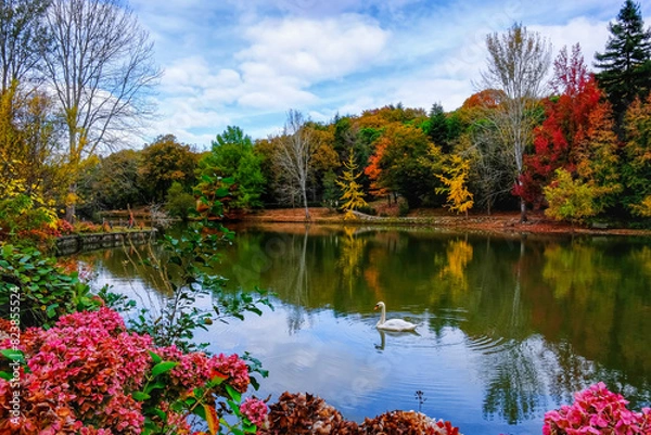 Obraz swan swimming on the lake in autumn
