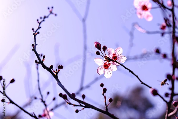 Obraz A view of blooming cherry tree