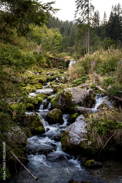 Obraz river in the forest