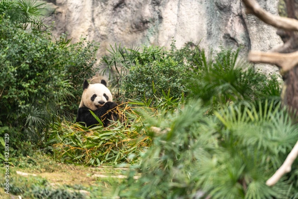 Fototapeta Panda in Macao zoo