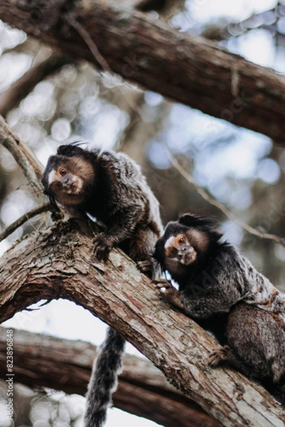 Obraz monkeys on the tree