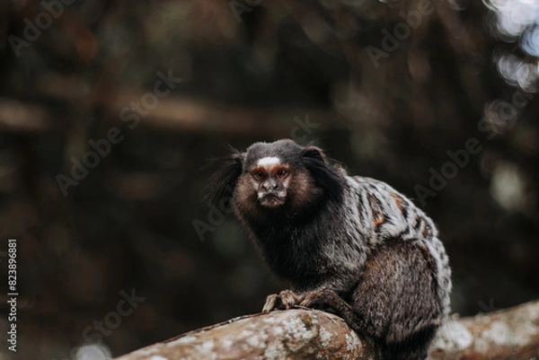 Fototapeta monkey on the tree