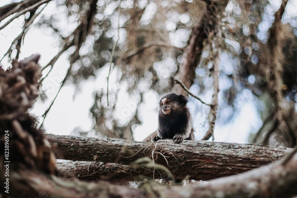 Obraz monkey on the tree