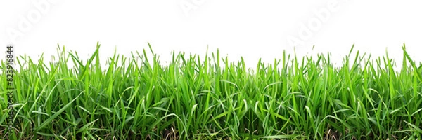 Obraz Background with grass isolated on transparent background