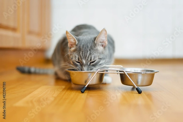Obraz young cat eating food from a plate
