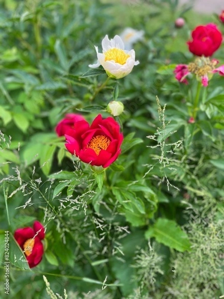 Obraz ‘Crimson Glory’: 