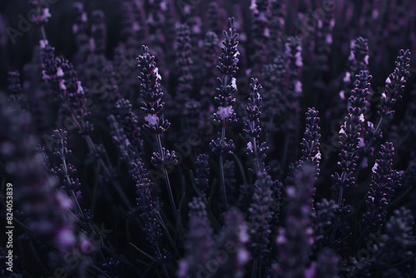 Fototapeta A vast lavender field in full bloom under a clear sky