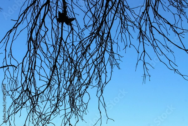 Fototapeta Contraste