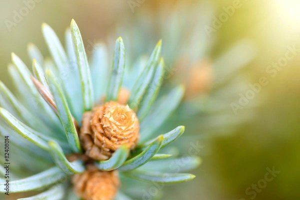 Fototapeta Fresh pine tree sprout