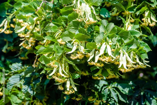 Fototapeta Branches of a flowering lime tree taken close up
