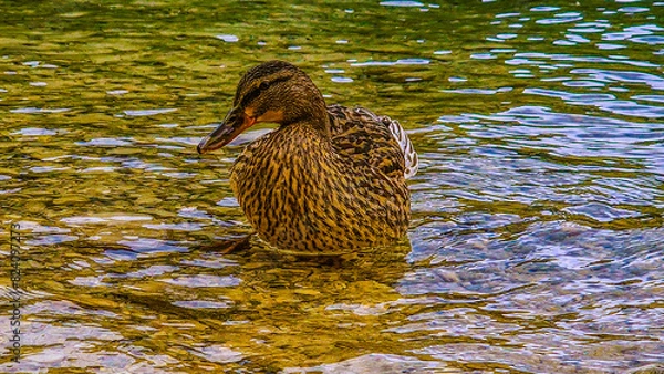 Obraz duck in the water