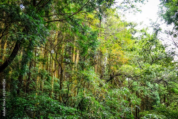 Fototapeta 熊本県八代市・竜峰山の風景