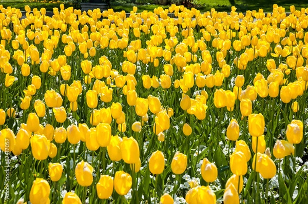 Obraz Yellow tulip