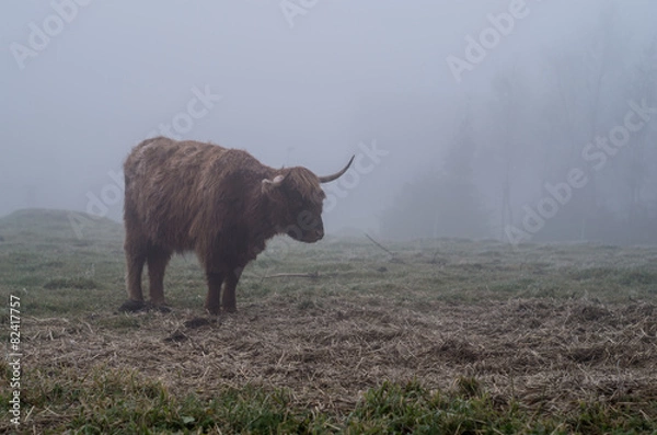 Obraz Highland bull