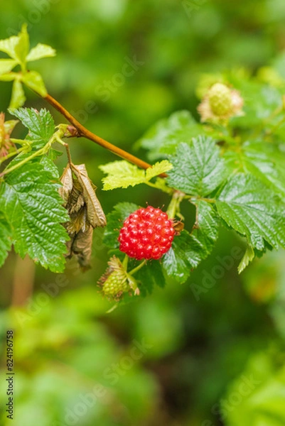 Fototapeta Salmon berries (Rubus spectabilis)