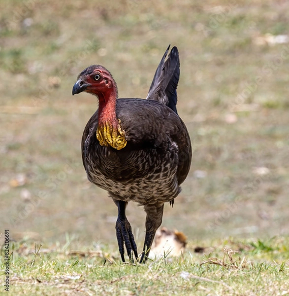 Obraz Brush Turkey