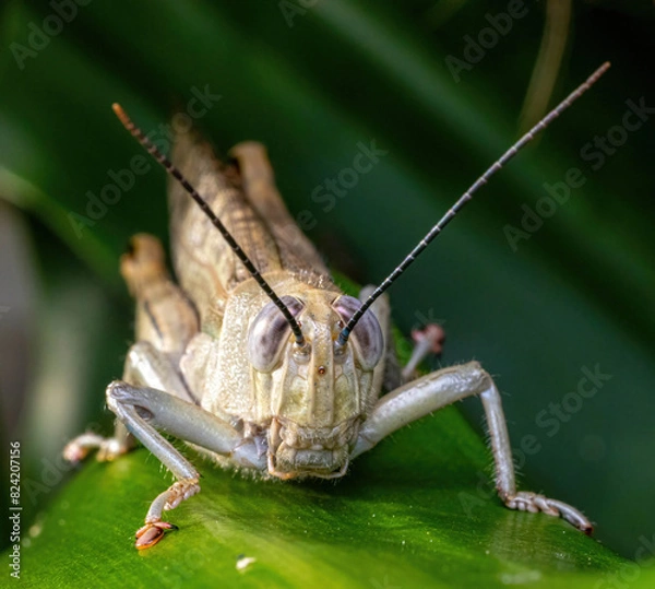 Obraz grasshopper on the grass