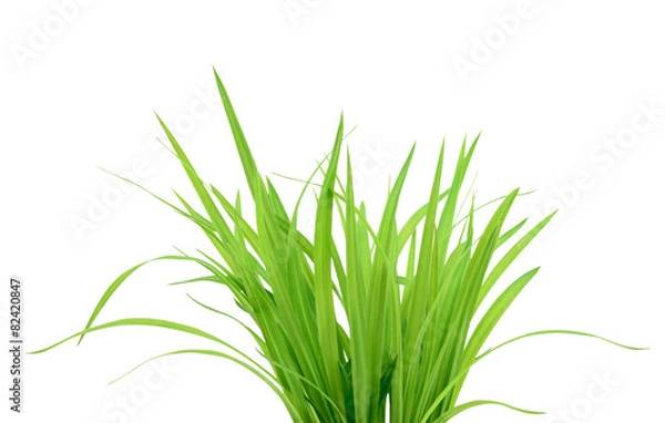 Obraz Green grass isolated on white