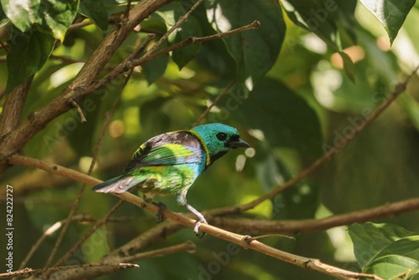 Obraz bird on a tree