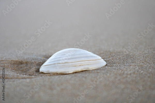 Obraz shell on the beach